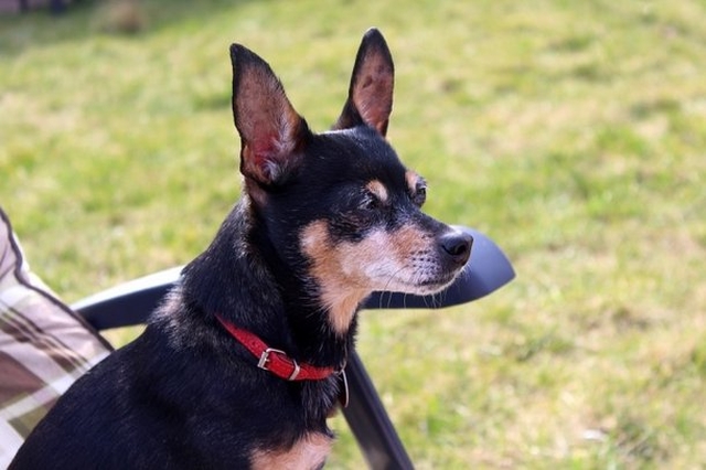  Pinscher ajuda policiais a encontrar drogas escondidas pelo dono