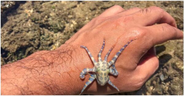  Tiktoker segura o polvo mais venenoso do mundo sem saber