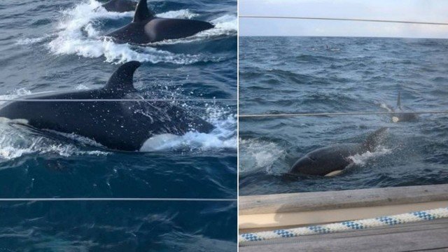  Grupo de 30 orcas cerca e ataca iate durante duas horas