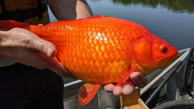 Peixinhos dourados viram gigantes após donos colocarem em lago