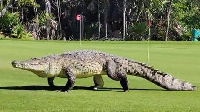  Turista flagra crocodilo ‘Godzilla’, de 4,5 metros, atravessando campo de golfe no México
