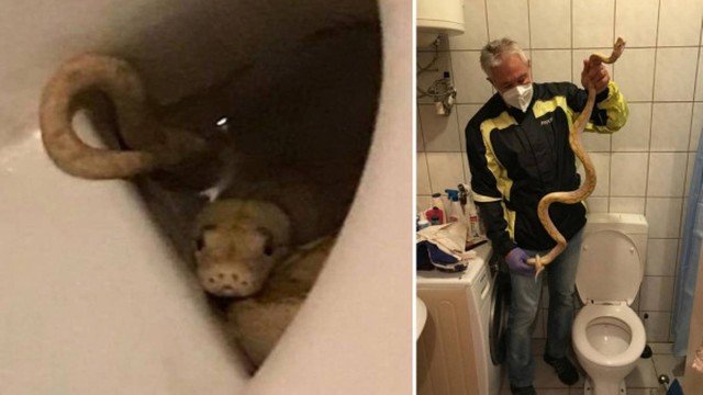  Homem é picado no pênis por cobra ao se sentar em vaso sanitário