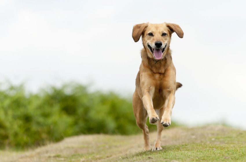 Vira-lata caramelo: qual a origem do cachorro que é unanimidade nacional?