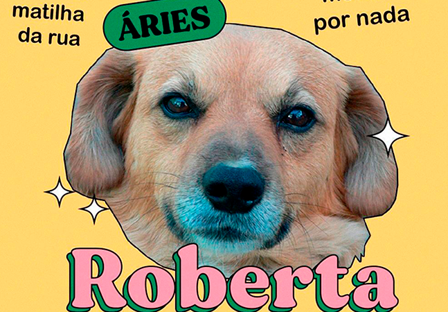  Vira-lata caramelo é estrela de perfil de signos com cachorros fofos; veja o seu