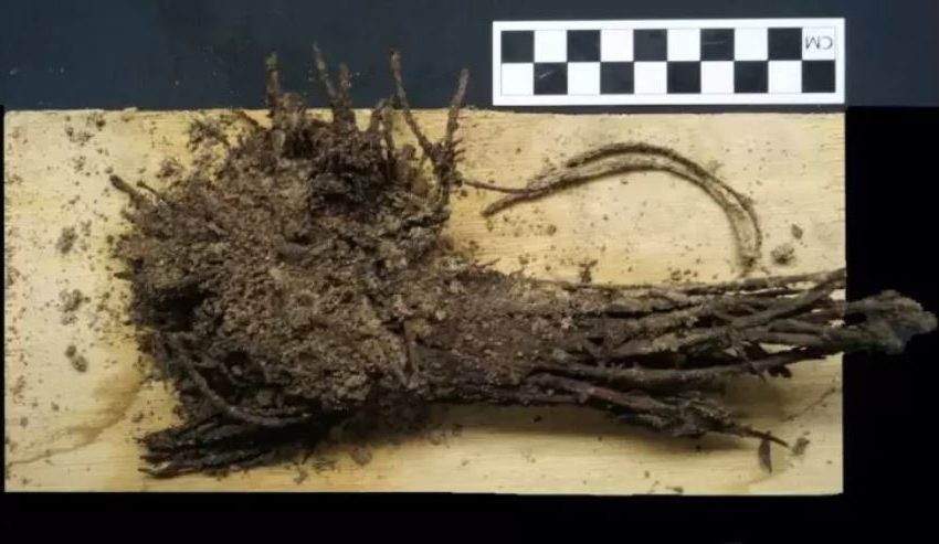  Flores de 2.000 anos são encontradas sob a pirâmide de Teotihuacan, no México