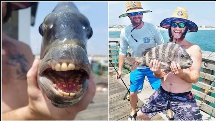 Pescador fisga peixe bizarro com ‘sorriso humano’