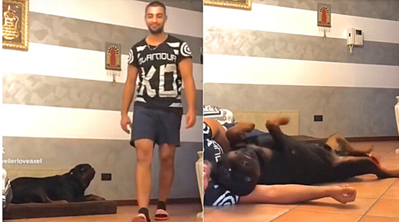  Rapaz finge desmaio para ver reação de rottweiler e pet tem a atitude mais fofa