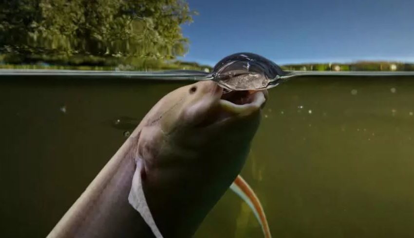  Conheça os peixes que podem viver fora d’água