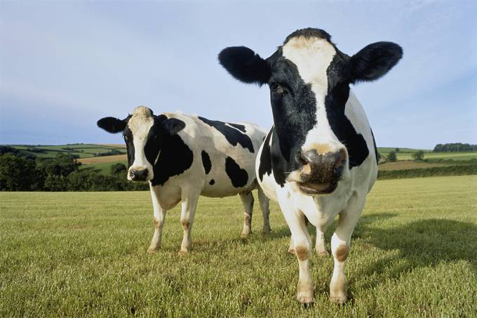  Nova Zelândia propõe taxar puns e arrotos de vacas