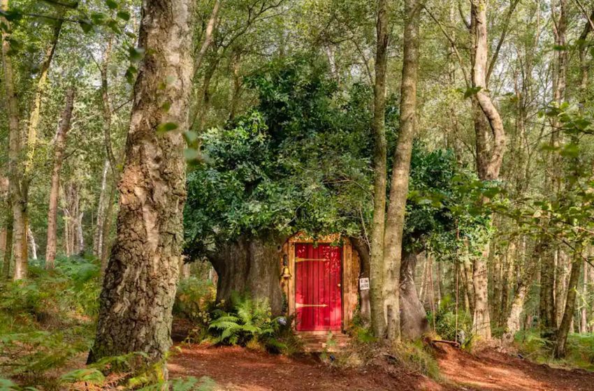  Casa na árvore do Ursinho Pooh estará disponível para aluguel pelo Airbnb