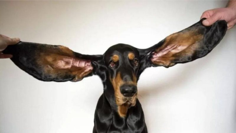  De maiores orelhas a mulher que pula corda com o próprio cabelo: 5 novos recordes do Guinness Book de 2022