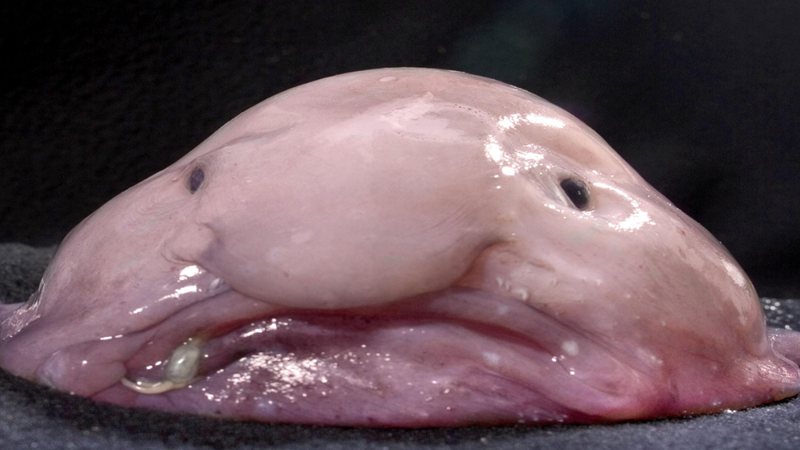  Farsa internacional? Conheça Mr. Blobby, o animal que foi considerado o mais feio do mundo mas não é tão feio assim