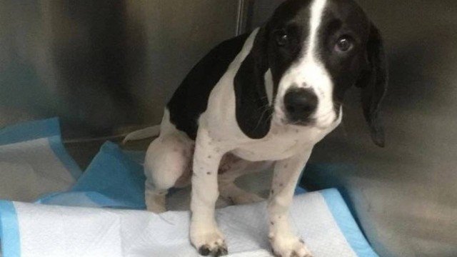  Após engolir uma meia, cão é levado a veterinário, que descobre outras oito no estômago do animal