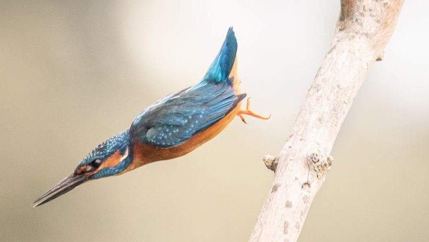  GALERIA MOSTRA INCRÍVEIS FOTOS DE ANIMAIS CAPTURADAS NO MOMENTO CERTO