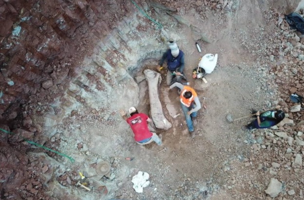  Fóssil de dinossauro desconhecido por pesquisadores é encontrado durante obra no Maranhão