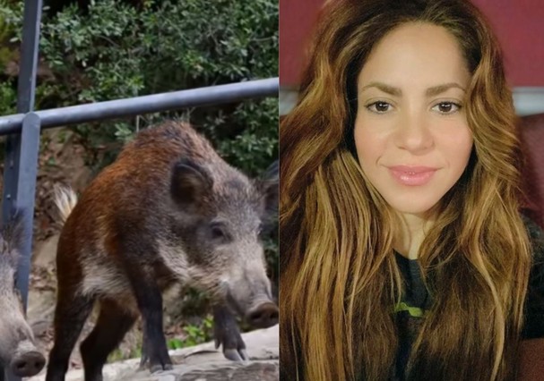 Shakira é ‘atacada e roubada’ por javalis