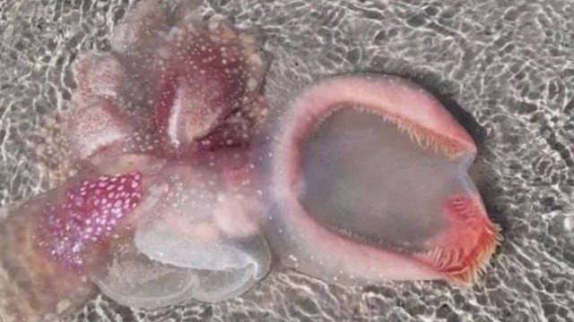  Criatura bizarra aparece em praia na Austrália, e internautas a comparam a ‘alien’