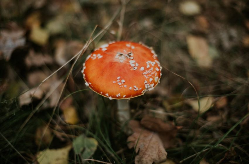  Alucinógeno do cogumelo mágico se mostra eficaz contra depressão grave