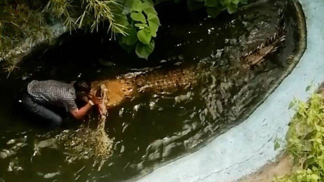  Turista é atacado em parque temático após achar que crocodilo de verdade era cópia de plástico e se aproximar para selfie