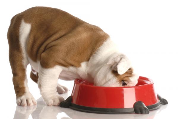  Como fazer um cachorro obeso emagrecer? Veja 5 dicas práticas para adotar no dia a dia
