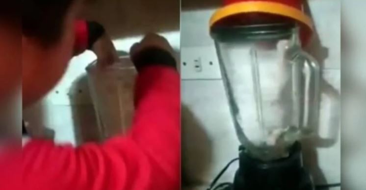  Mãe impede que o filho ligue o liquidificador com gato dentro; veja o vídeo