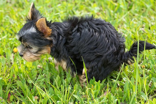  Por que os cachorros giram antes de fazer cocô?