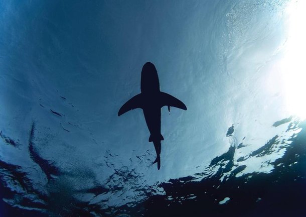  6 ANIMAIS QUE CONSEGUEM PREVER O TEMPO