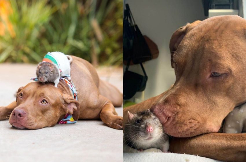  Amizade entre cão pit bull e rato twister rouba corações na web; vídeo