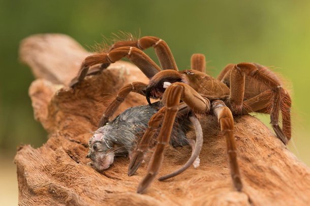  Aranha ou cachorro? Veja os estragos que o maior aracnídeo do mundo pode fazer com seu filhote