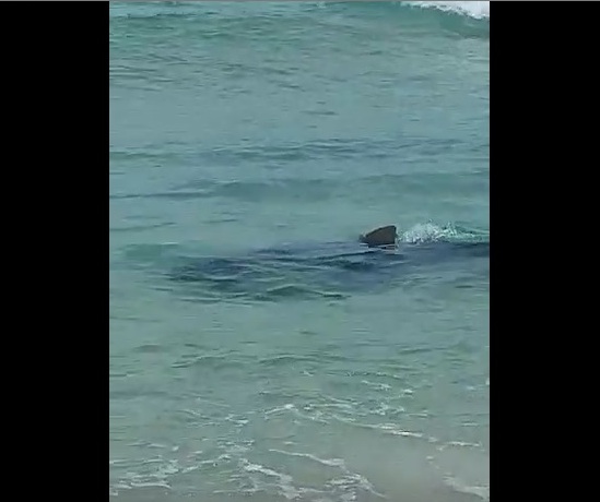  Banhistas avistam tubarão em faixa de areia; vídeo