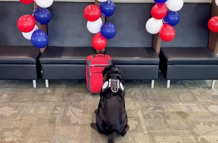  Aeroporto prepara surpresa dos sonhos para aposentadoria de cachorro farejador