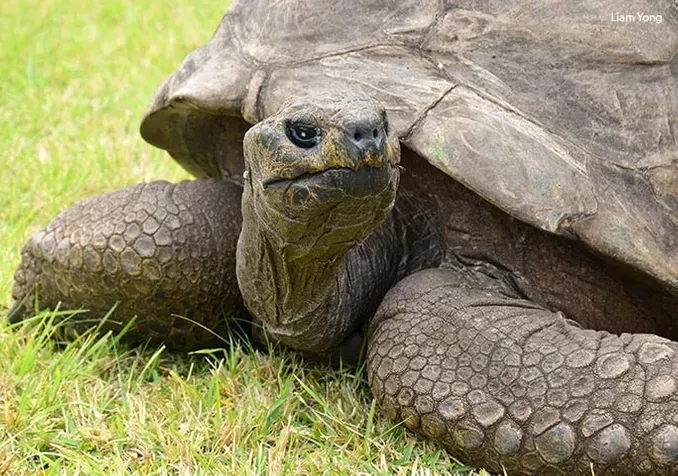  Aos 190 anos, tartaruga Jonathan é o mais velho animal terrestre vivo