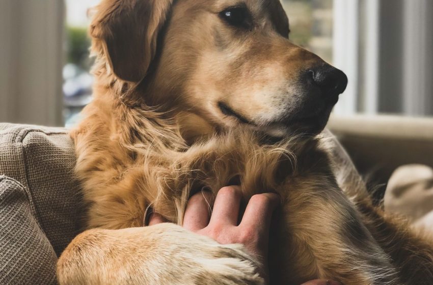  Risco de incapacidade física é menor para donos de cães