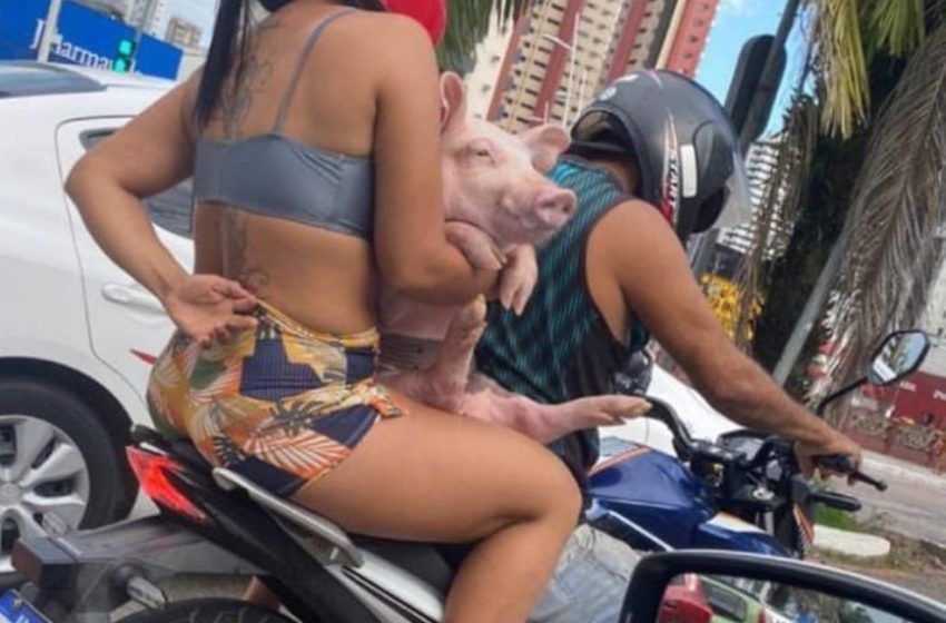  Casal passeia de moto com porco em Belém e viraliza na web