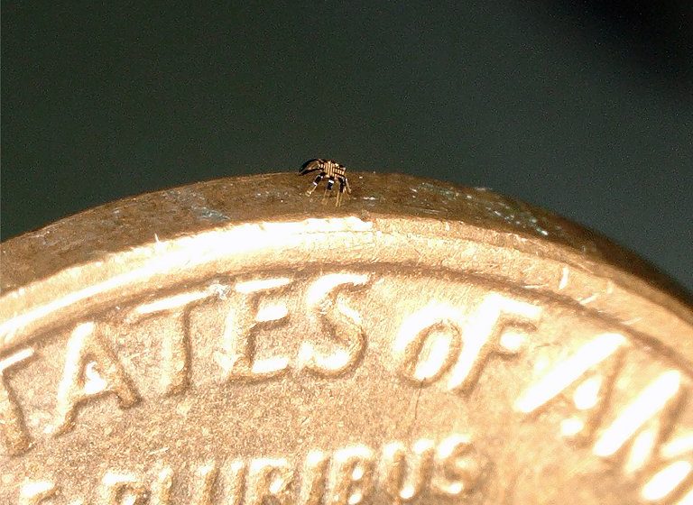  Pesquisadores criam o menor robô móvel do mundo: um caranguejo de 0,5 mm