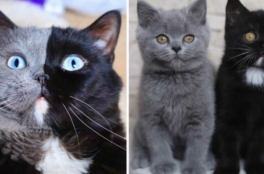  Gato com rosto dividido em duas cores vira pai e cada filhote nasce com uma de suas cores