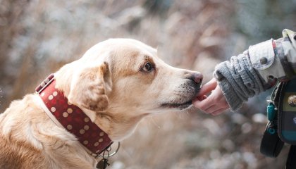  STJ vai decidir se ex deve pagar pensão alimentícia por cachorros