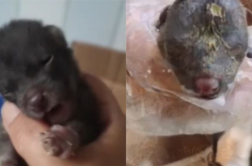  Mulher cuida de filhote acreditando ser um cão – 2 meses depois descobre sua espécie