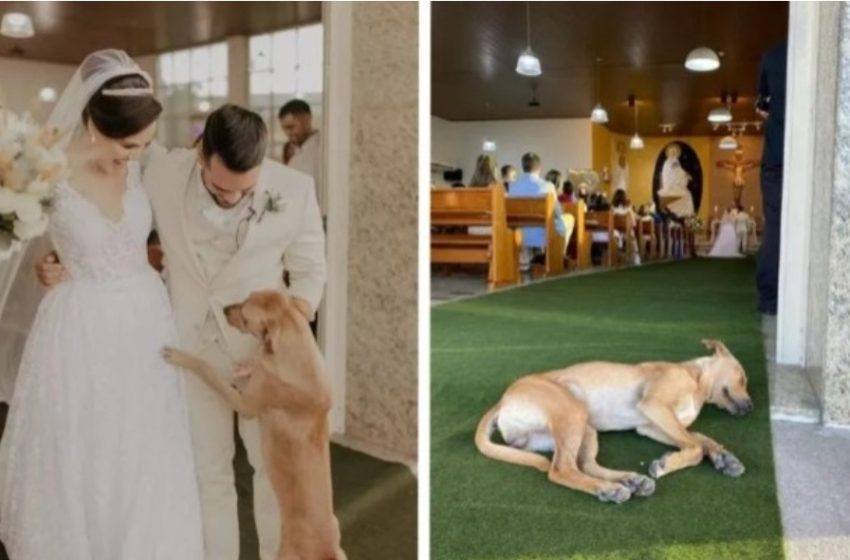  Final feliz: Vira-lata caramelo invade casamento e é adotado pelos noivos