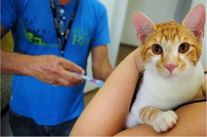  Aproveite a campanha antirrábica para atualizar a vacinação de seu pet