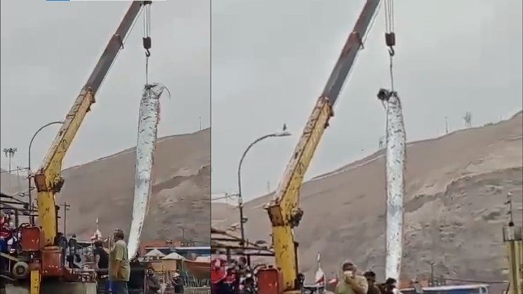  ‘Peixe do fim do mundo’ gigante é pescado no Chile e deixa moradores apavorados