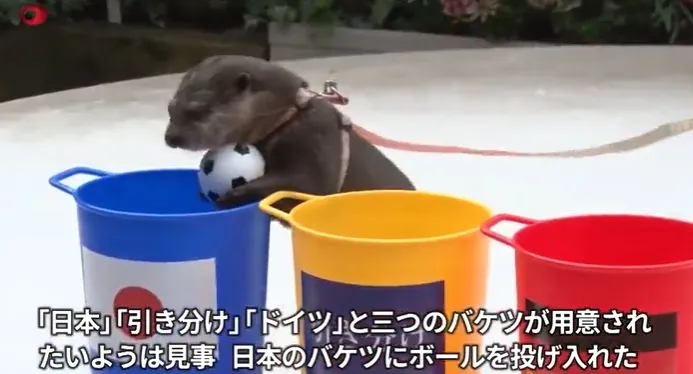  Novo polvo Paul: Lontra vidente previu vitória do Japão contra a Alemanha