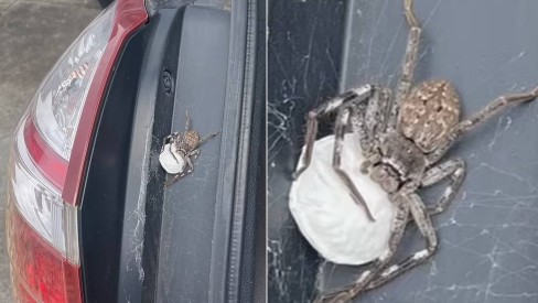  Australiano encontra aranha enorme com os ovos de 200 filhotes no porta-malas do carro