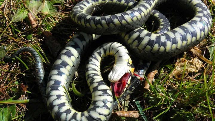  Cobra morre após ser mordida por criança na Índia