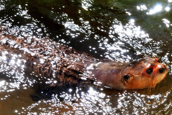  Deu match no Zoológico: ariranha ganha companheira