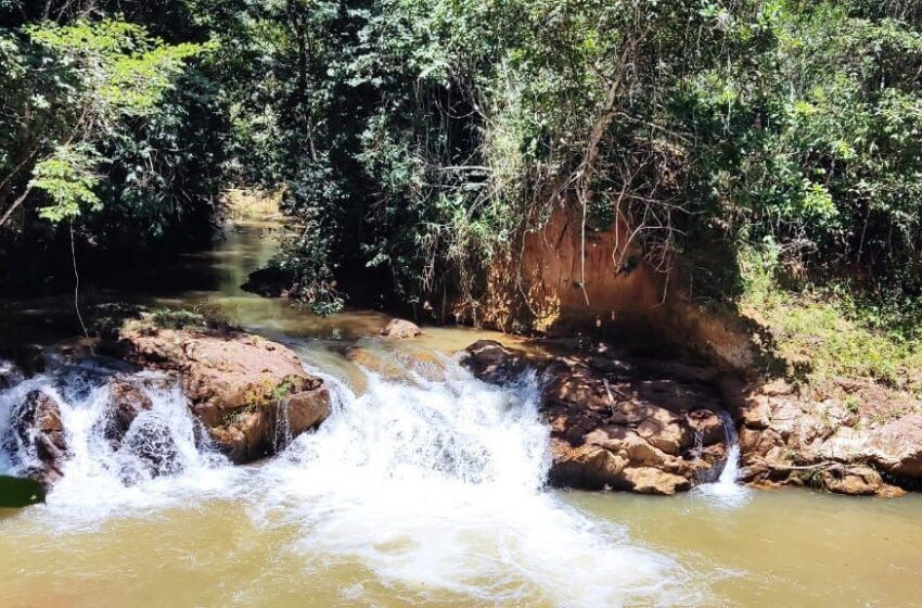  Entidades organizam maior plantio de árvores de Brasília com mais de 1000 mudas de espécies do cerrado