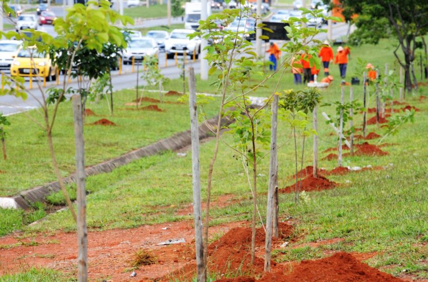  Chuvas aceleram o plantio de mudas nas cidades