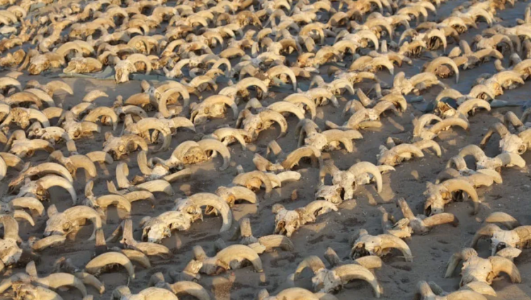  Arqueólogos encontram 2 mil cabeças de carneiro mumificadas em templo do rei Ramsés II