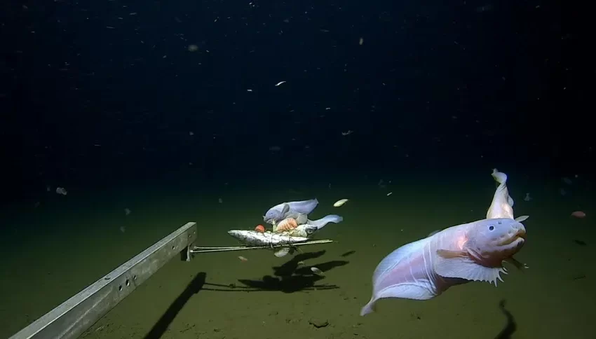  Cientistas filmam o peixe mais profundo de todos os tempos no fundo do mar no Japão