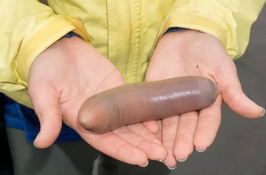  Milhares de ‘peixes-pênis’ são encontrados na Argentina